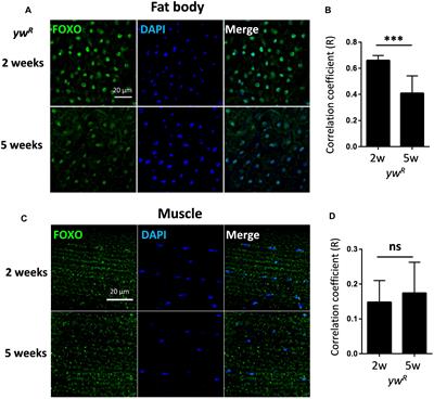 Age-Dependent Changes in Transcription Factor FOXO Targeting in Female Drosophila